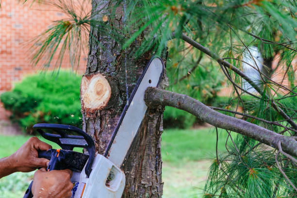 The Steps Involved in Our Tree Care Process in Port St John, FL